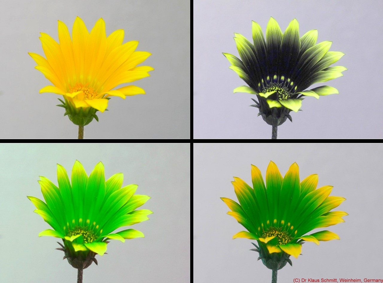 170720986.bsKKMf8i.Gazania2020VISUVBUBVP1790723_c.jpg