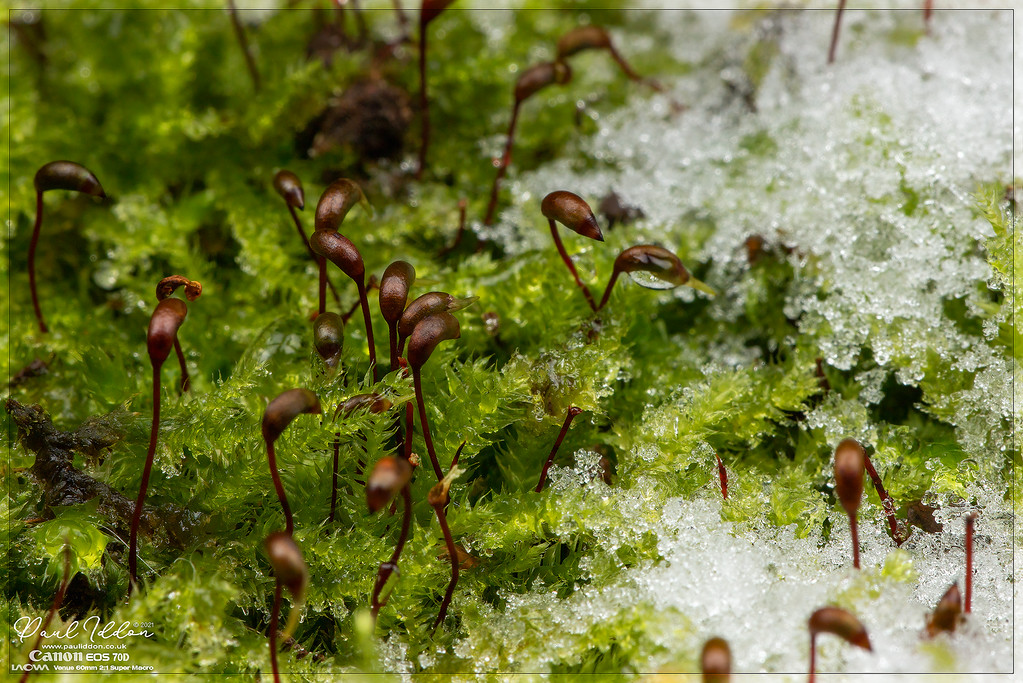 icyheads2_4k_1800-XL.jpg