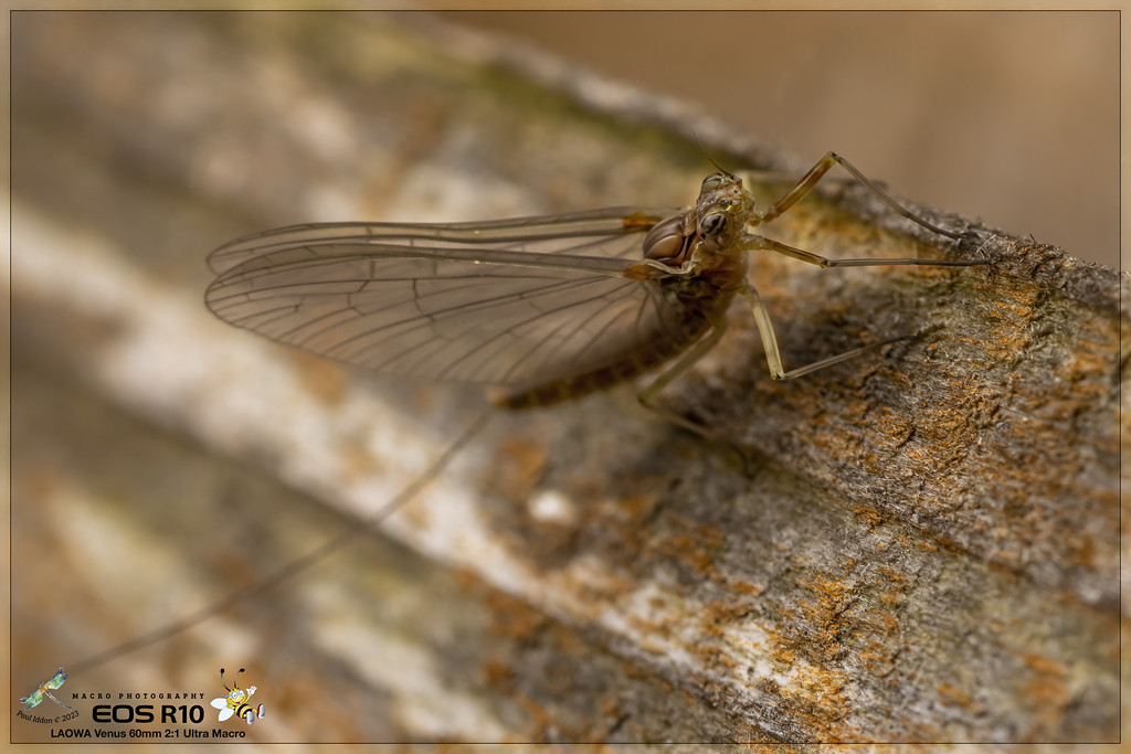 cloeon_dipterum_mayfly_b-XL.jpg