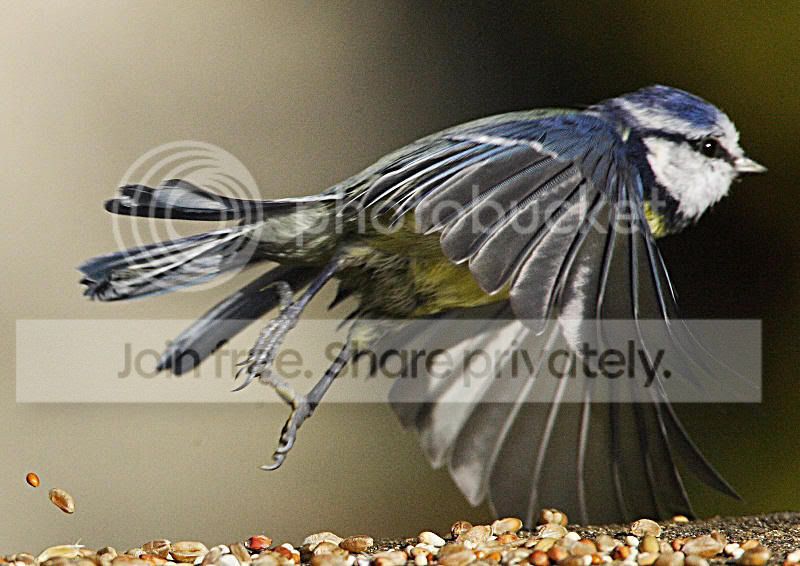 Blue_Tit_10w.jpg