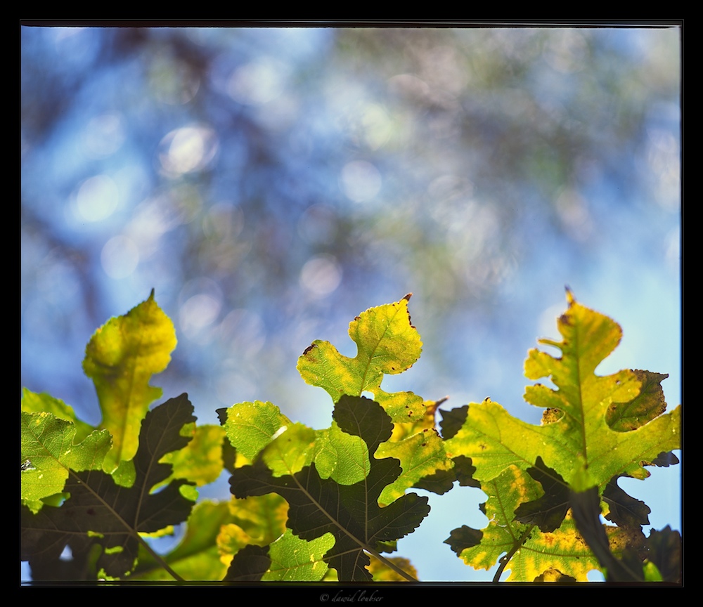 Trio_Canopy_by_philosomatographer.jpg