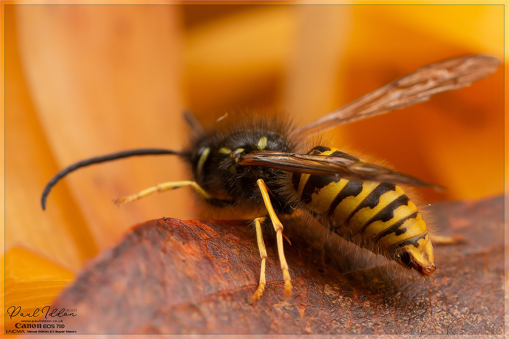 wasp_aga_4_4k_1800-XL.jpg