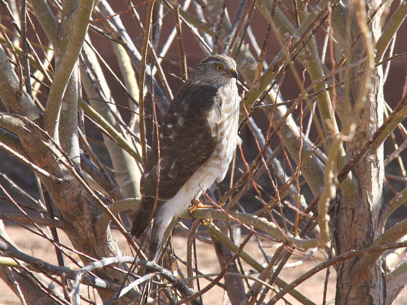 Hawk_F36759-01-C1-S800.jpg