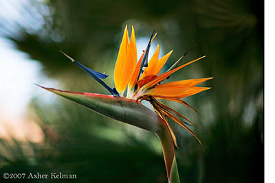 _I6E9343orangeflower400.jpg