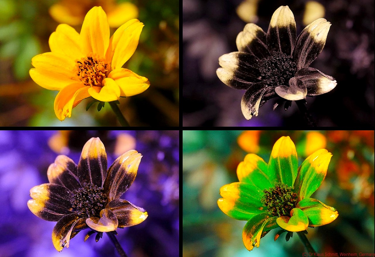 169510893.oEi5dTfx.Bidens2019_VISUVUV2BU_P1760123a_c.jpg