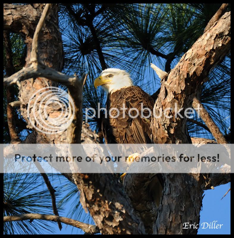 PIC_9535copy.jpg