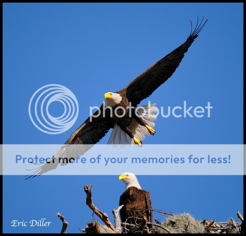 PIC_9603copy.jpg