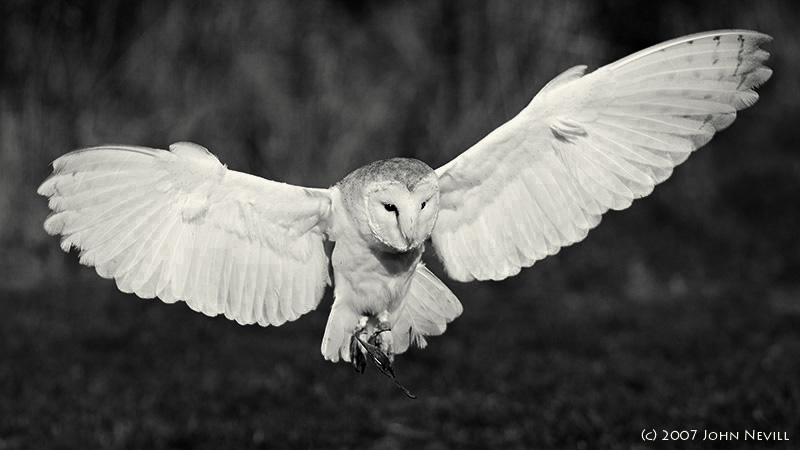 Barn_Owl_AK.jpg