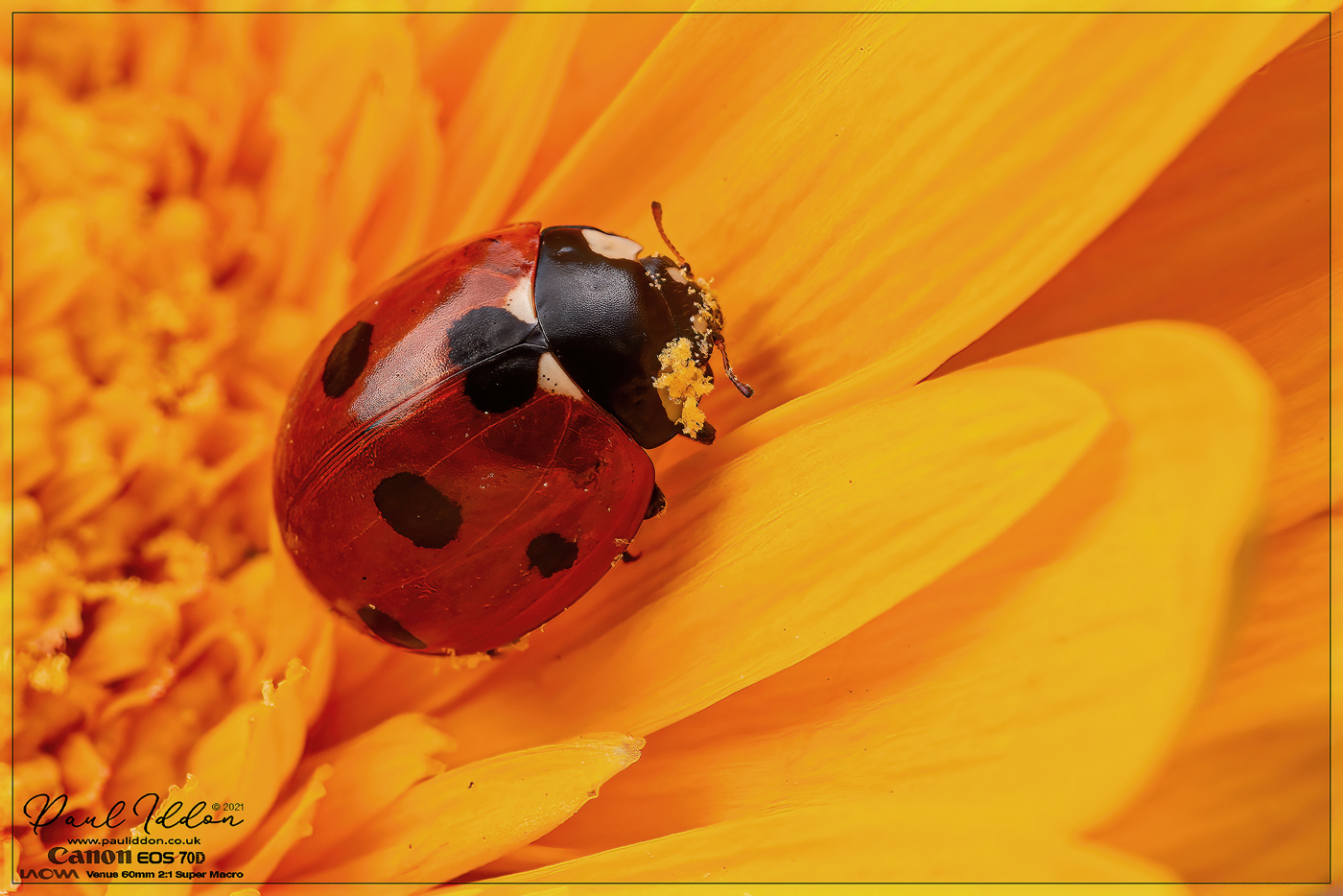 LB_Gerbera1_1400.jpg