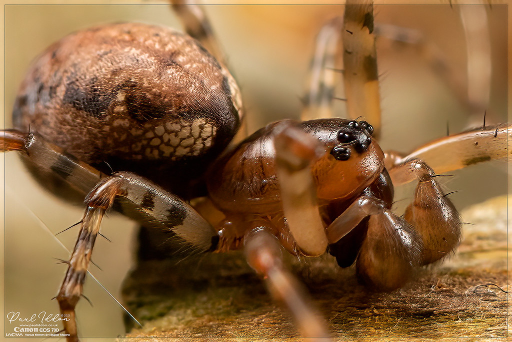 malespiderfence06_4k_1800-XL.jpg