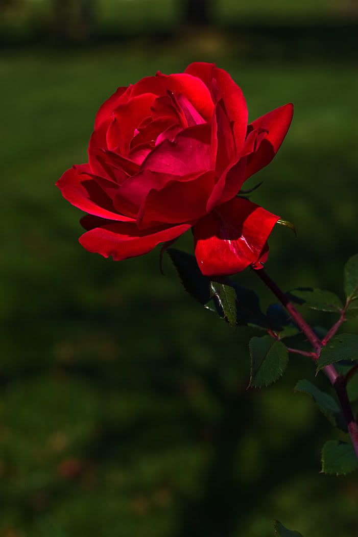 Rose_IMG_0929.jpg