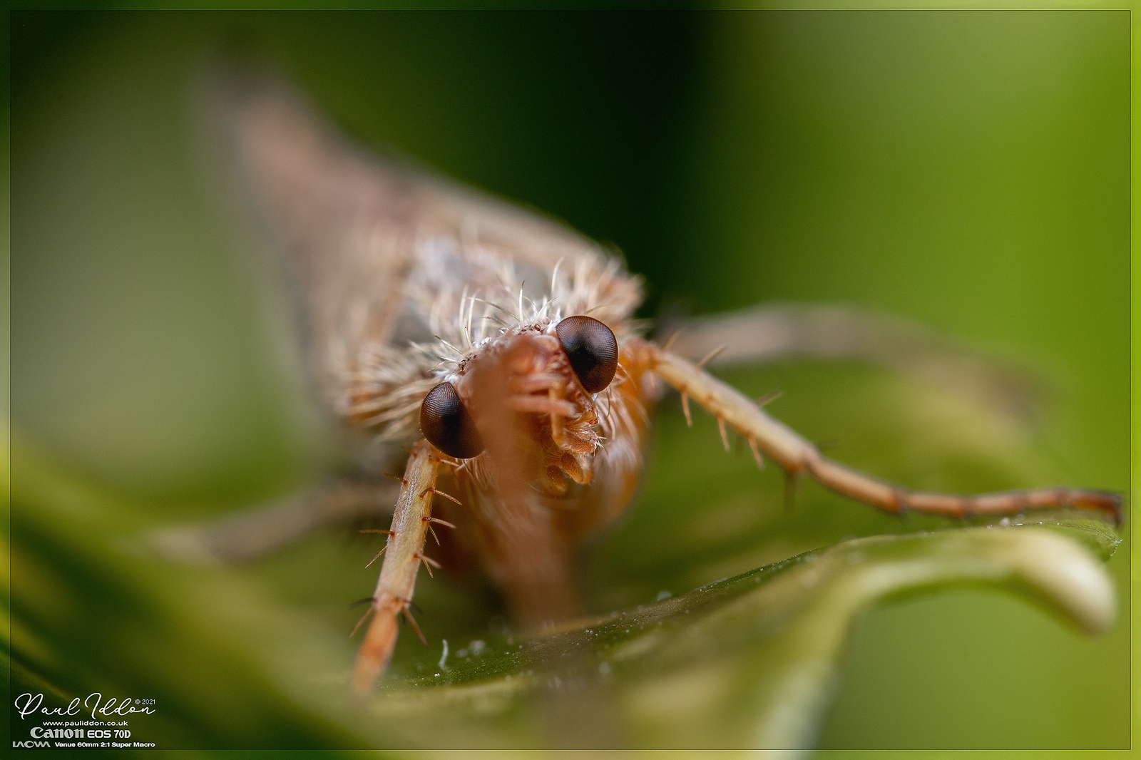 new_wing7_4k_1800-X3.jpg