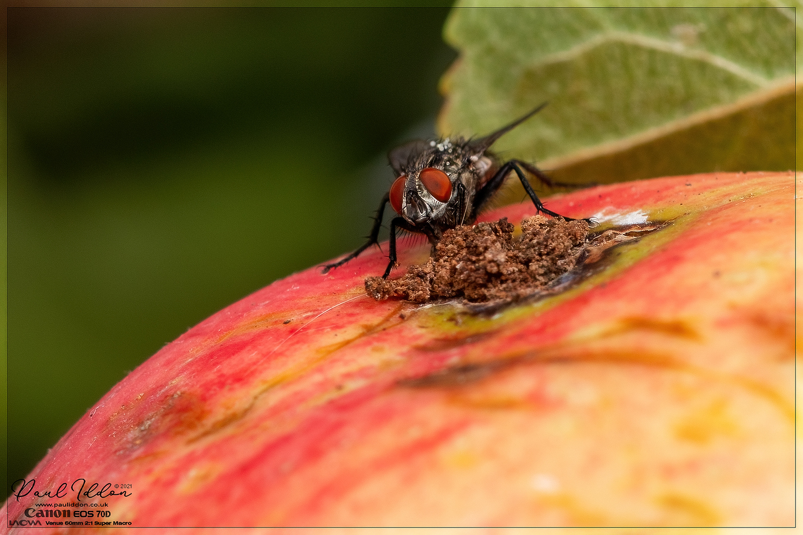 applefly_4k_1800-X3.jpg