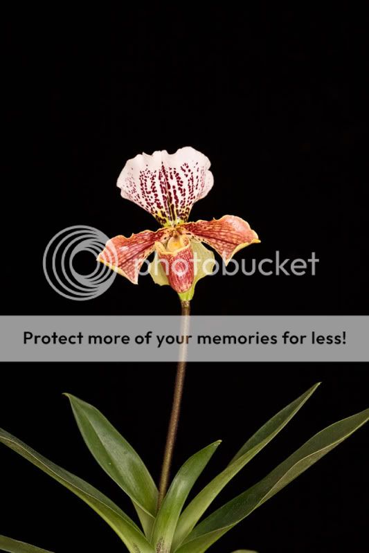 portrait-of-paphiopedilum-orchid.jpg