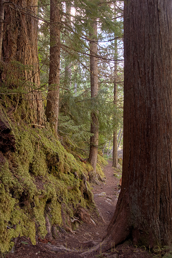 NarrowPassageBetweenTrees.jpg