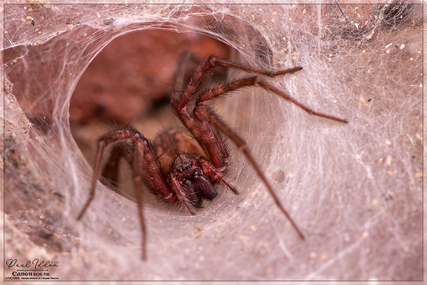 nested_spider_1400.jpg