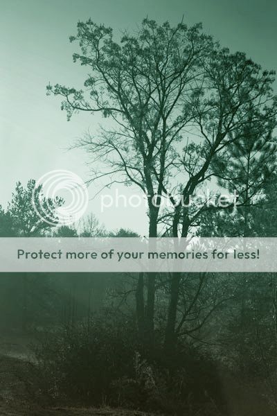 MorningTree.jpg