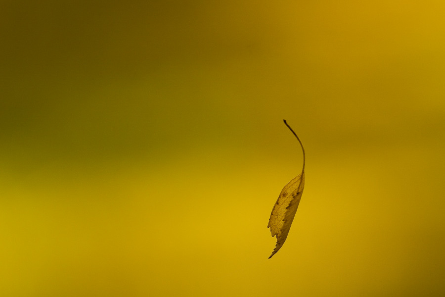 _img900.jpg