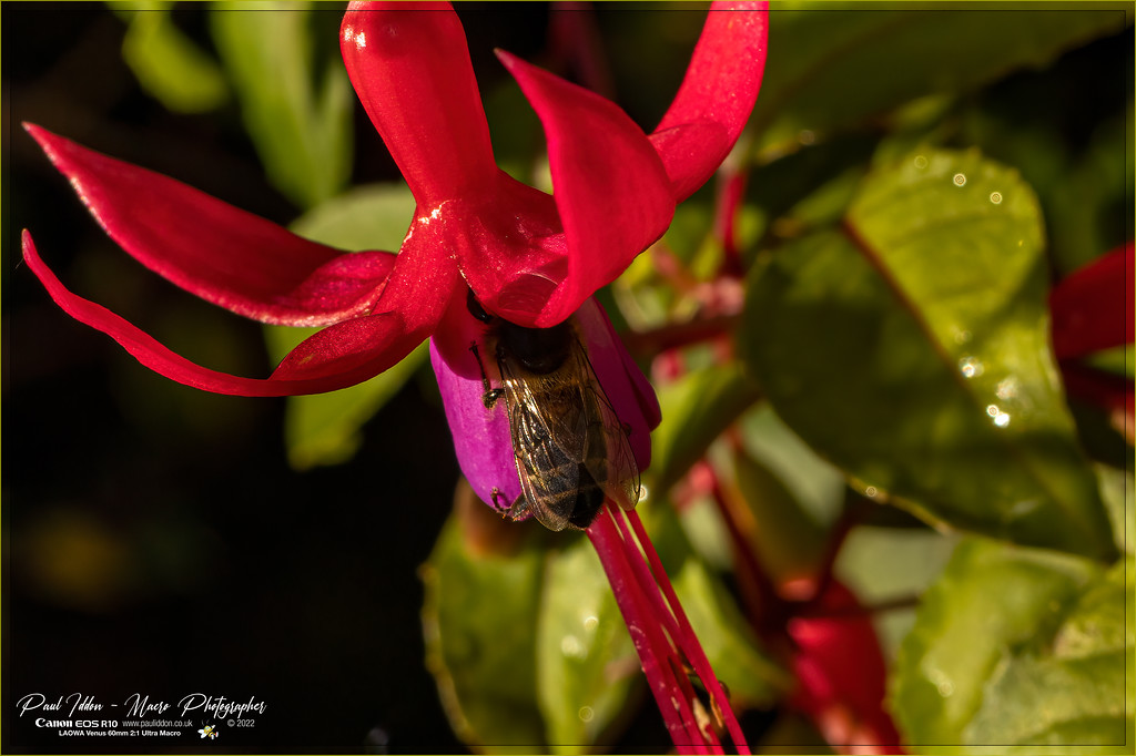bee_still_b_4k-XL.jpg