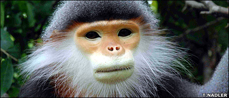 _44891048_langur466nadler.jpg