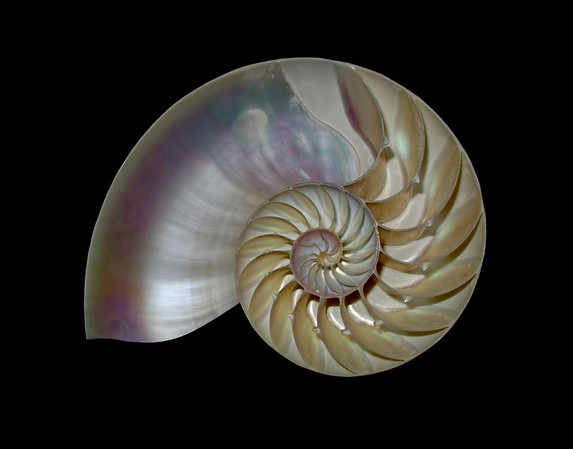 newbrittonshells2016-M.jpg