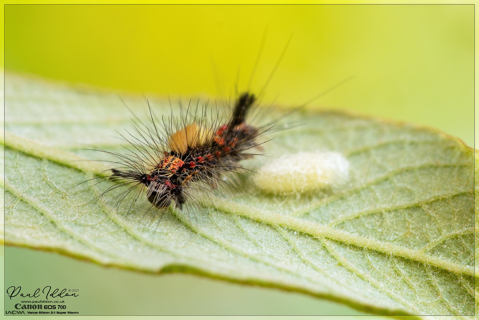 salixcat1_4k_1800-X3.jpg