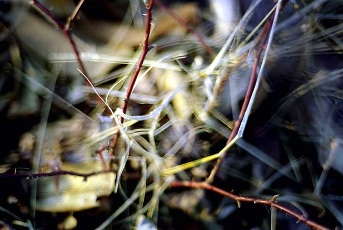 3910595690_d0a089a1a6_o.jpg
