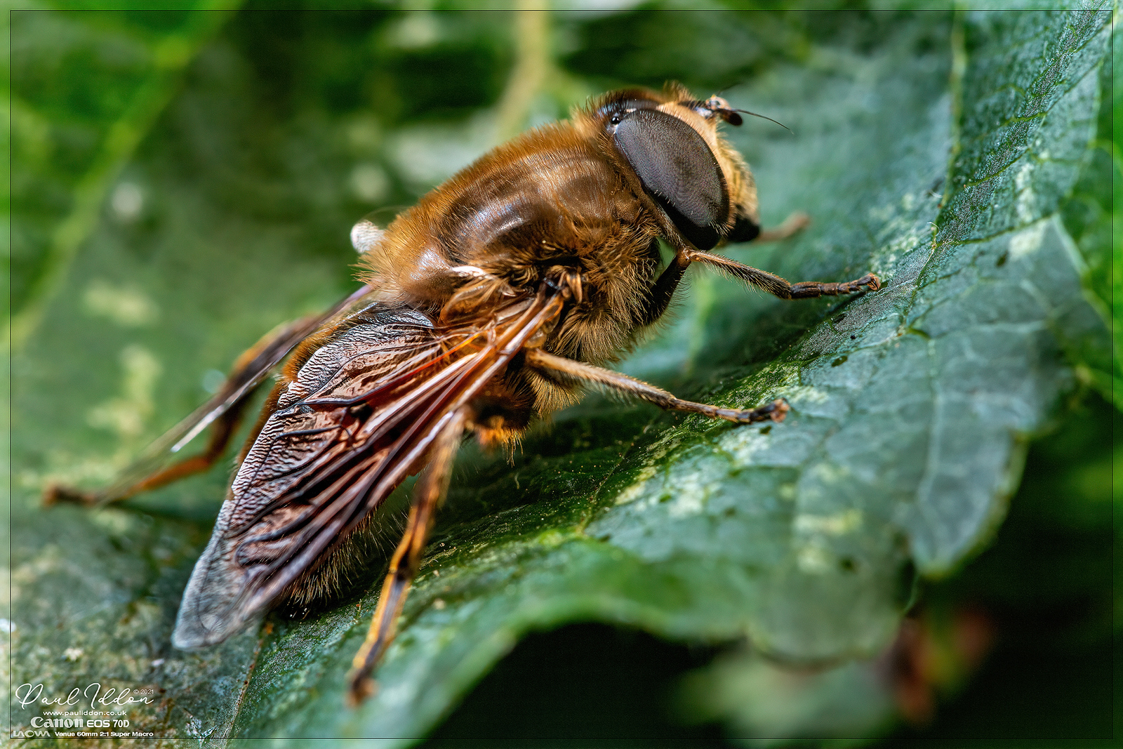 sleepingdrone_4k_1800-X3.jpg