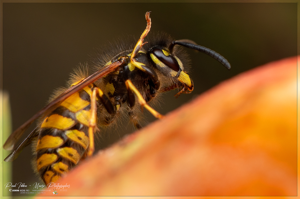 augustwasp_e1_4k_1800-XL.jpg