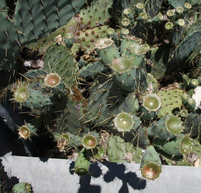 Cactus_180_F26638-01R.jpg