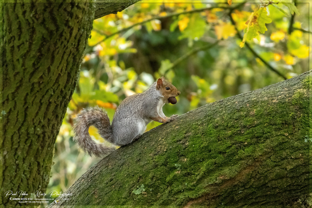 squirrel_nuts_a.nr_4k_1800-XL.jpg