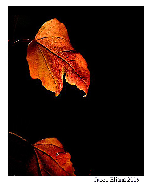 smallautumnleaves1_AKconstruct.jpg