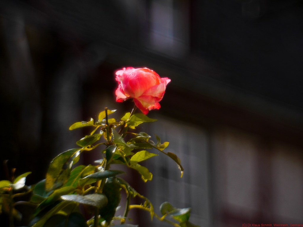 15169066032_55cb93fe6d_b.jpg