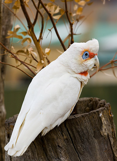 Long-billed_Corella.jpg