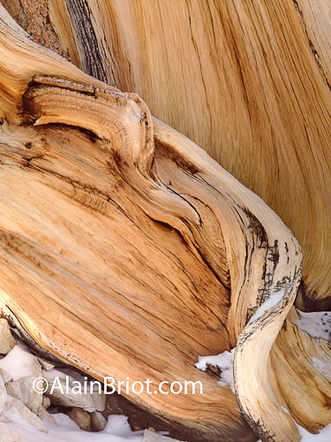 Bristlecone-detail.jpg