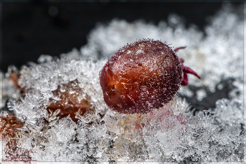 berry_4k_1800-XL.jpg