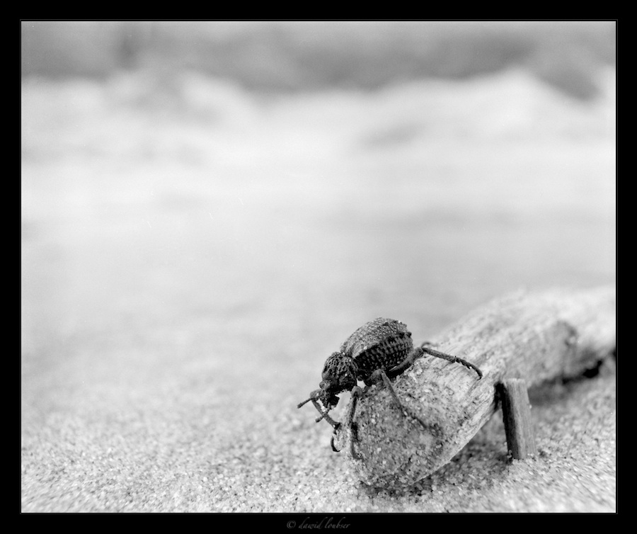 Dune_Bug_by_philosomatographer.jpg