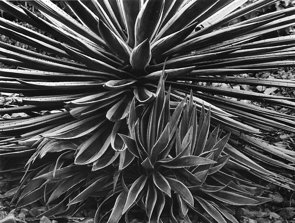 5270527552_7bb003a528_b.jpg