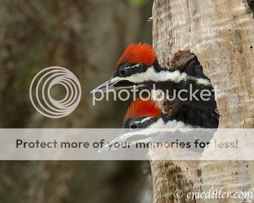 _ECD2224-copy860.jpg