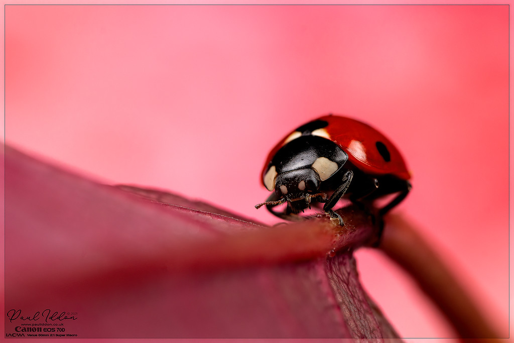 leaf_lady07_4k_1800-XL.jpg
