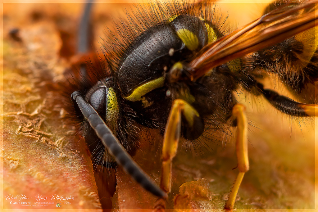 _eating_wasp_f_4k_1800-XL.jpg