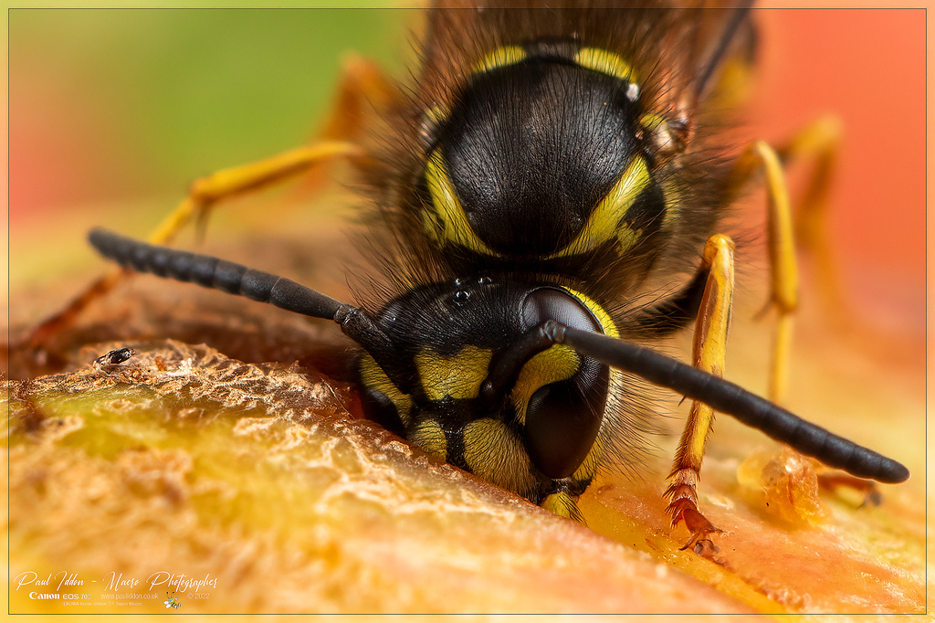 _eating_wasp_d_4k_1800-XL.jpg