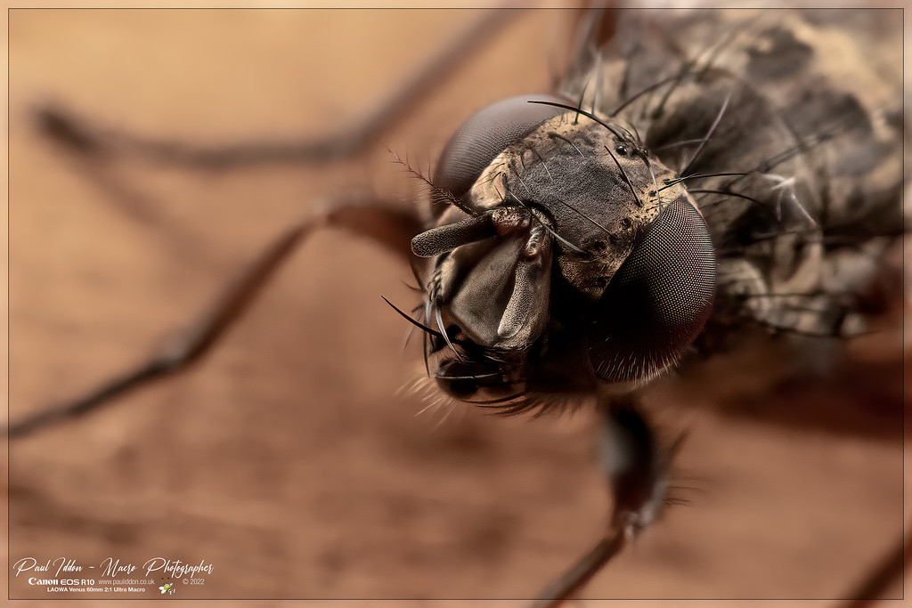 eyefly_b_4k-XL.jpg
