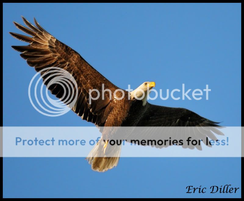 PIC_7298copy.jpg