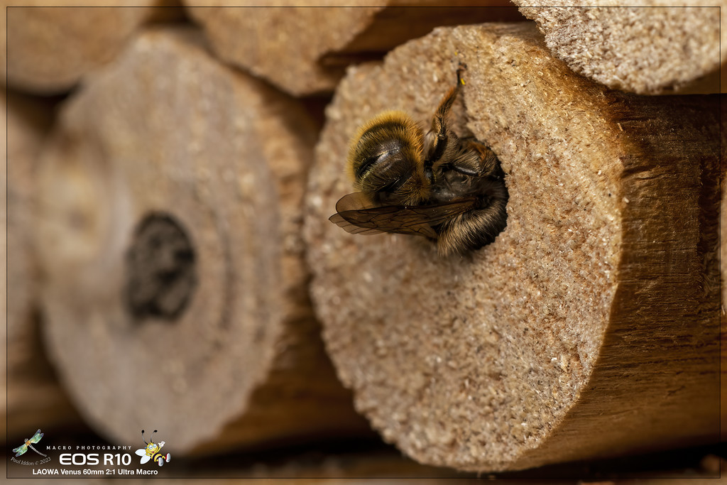 Red_Mason_Bee_b-XL.jpg