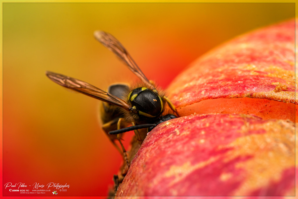 latest_wasp_a_4k_1800-XL.jpg