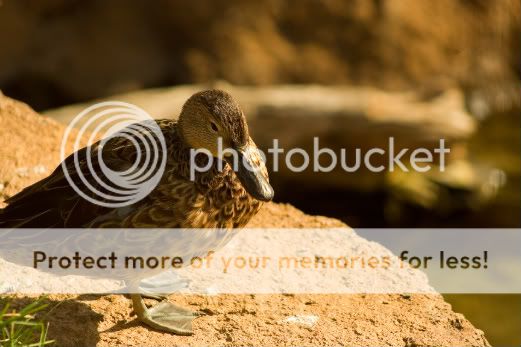 brownduck-1-1.jpg