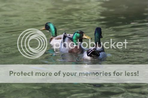 IMG_2925-copy-1-1.jpg