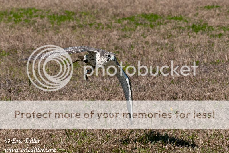 PIC_0143copy.jpg