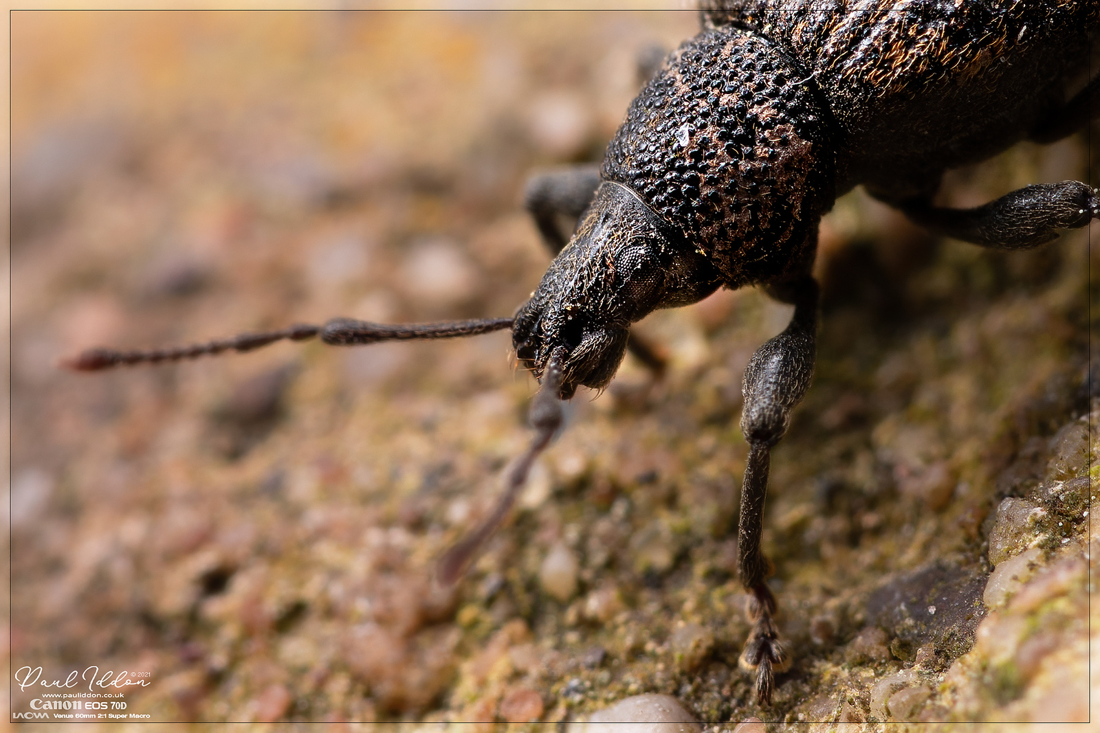 wee05_4k_1400-X3.jpg